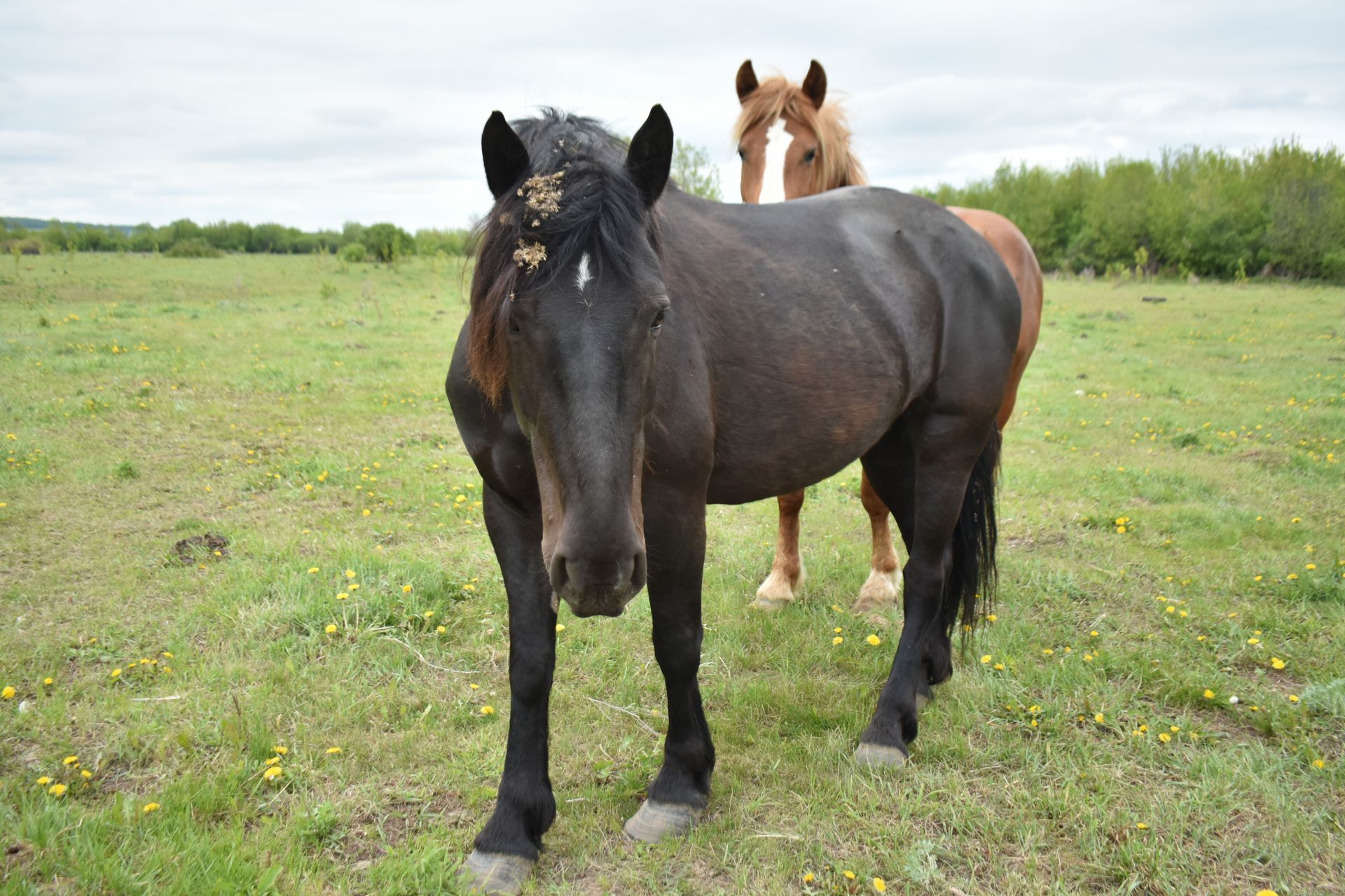 В Пестречинском районе насчитывается 439 лошадей