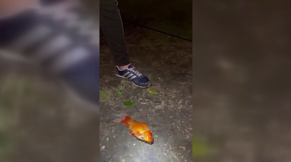 Казанцы поймали на озере Кабан золотую рыбку