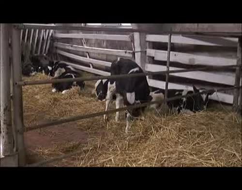 Вопросы организации кормления скота обсудили пестречинские животноводы