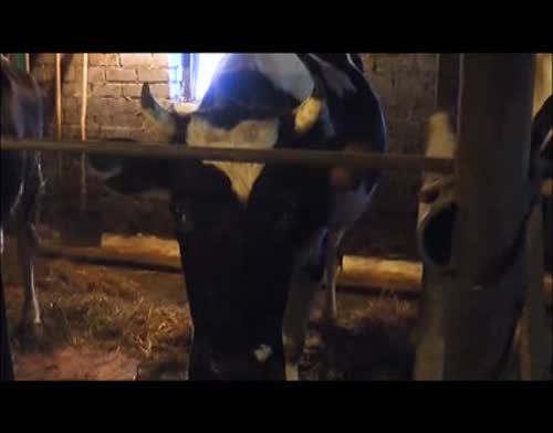 В Пестречинском районе растет число крупно-рогатого скота в личных подсобных хозяйствах