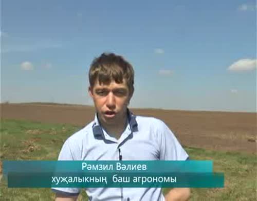 Питрәч районы “Соя-Колай” хуҗалыгы кырларында кукуруз чәчү эшләре бара
