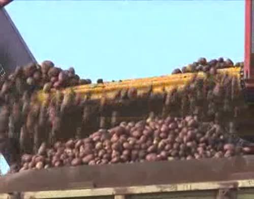 В Пестречинском районе приступили к уборке картофеля