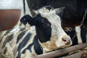 В Татарстане идентификацию коров в личных подсобных хозяйствах проведут бесплатно