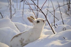В Татарстане завершился сезон охоты на лисицу, зайца-русака и кабана