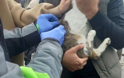 Пестречинцы смогут бесплатно привить своих домашних животных от бешенства