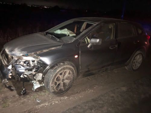 Три диких кабана погибли в ДТП в Пестречинском районе
