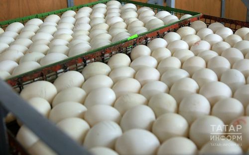 Производство яиц в Татарстане на 13% выше нормы
