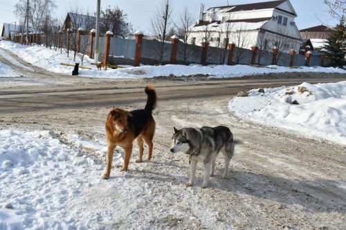 Рассказываем, как в Пестречинском районе решается проблема бродячих собак