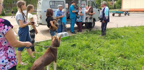 Пестречинцы смогут бесплатно привить своих домашних животных от бешенства
