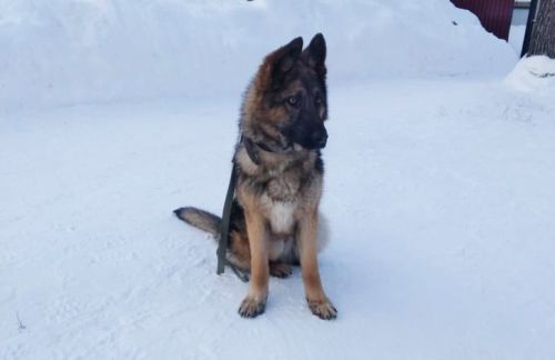 Пестречинские отдают служебных собак в добрые руки