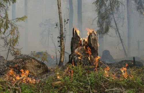 В лесах Татарстана начался пожароопасный сезон
