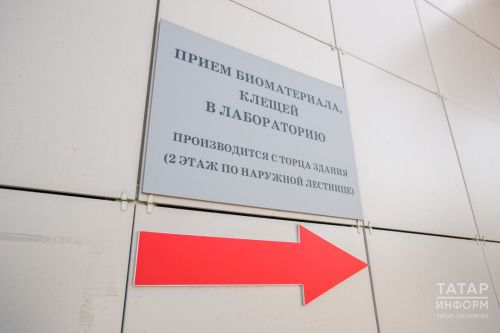 «Безболезненный укус может стоить жизни»: как защитить себя и питомца от клещей?