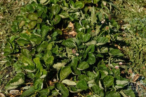 Календарь огородника: чтобы ягоды были вкусными, лучше убрать усы клубники