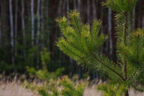 В Пестречинском районе действует ограничение на пребывание в лесах