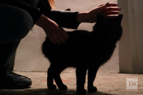 Что делать, если умер домашний питомец