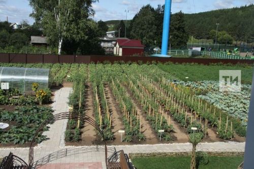 Что нужно сделать на даче в июле