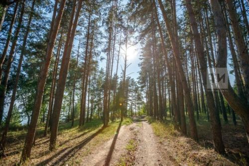 В Татарстане на 21 день продлили ограничение на пребывание в лесах