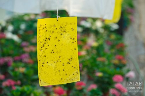 Чем опасна летающая тля
