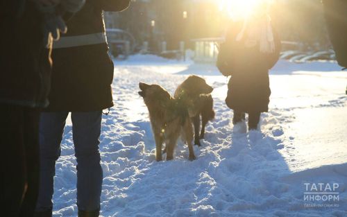 В Пестрецах пройдет вакцинация и чипирование домашних животных