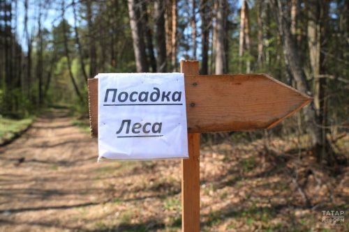 В Татарстане повысят нормативы расчета ущерба лесам