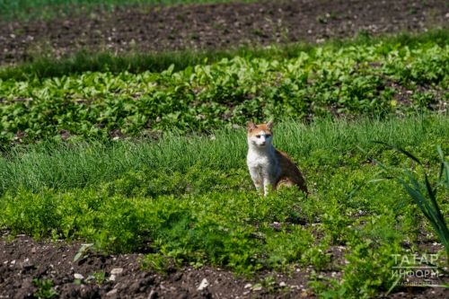 Чем заняться в саду и огороде в первый месяц лета