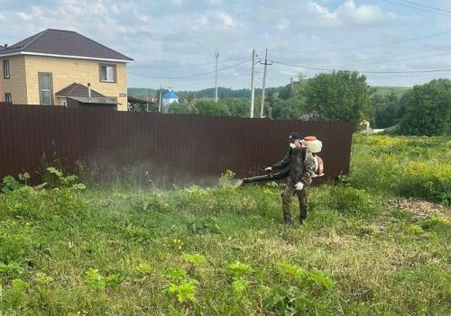 В Пестречинском районе ведется борьба с борщевиком