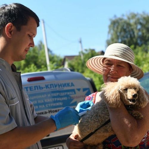Пестречинцы смогут бесплатно привить своих домашних животных от бешенства