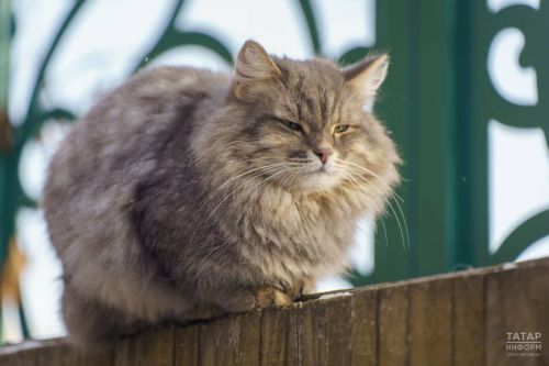 Как выбрать качественный корм для кошки
