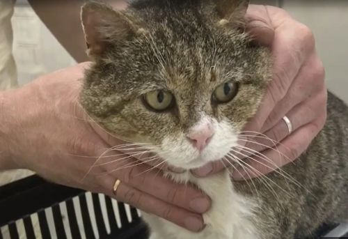 Жители Кощаково просят полицию найти живодёра, который стреляет по кошкам