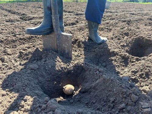 Агрономы дали советы по предпосадочной подготовке картофеля