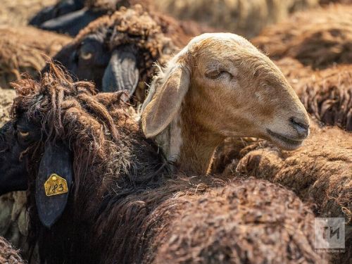 В Пестречинском районе определены места для жертвоприношений на Курбан-байрам