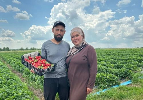 Хамеевы из села Конь собрали 15 тонн клубники и получили грант на развитие хозяйства