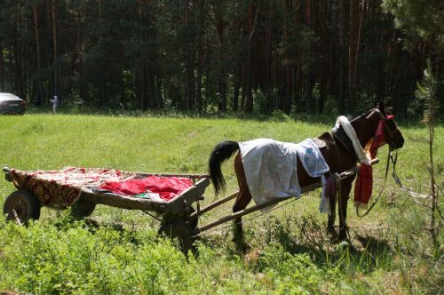 Мусульманский сабантуй  в селе Шали