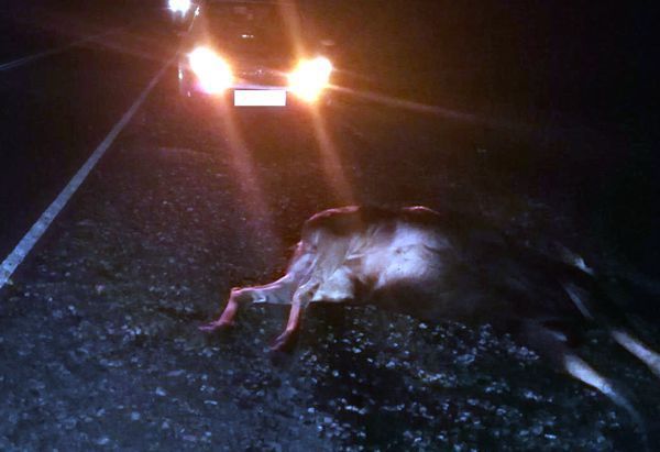 На трассе в Татарстане автоледи на «Хендэ» сбила лося и опрокинулась в кювет