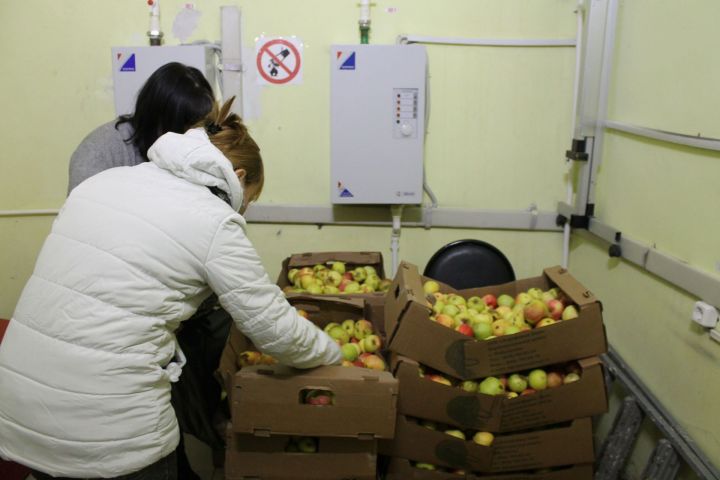 В Пестрецах малообеспеченных семей угостили яблоками