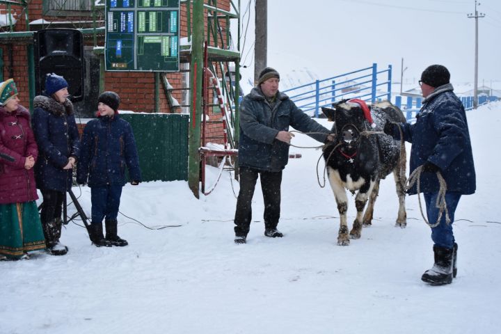 Глава Пестречинского района Ильхам Кашапов исполнил новогоднюю мечту многодетной семьи: подарил корову