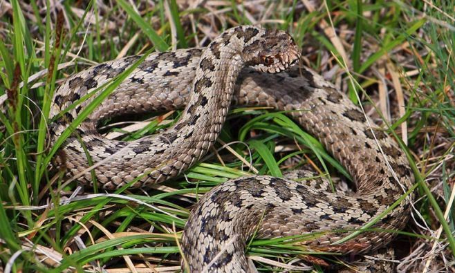 Экологи сообщили о колонии ядовитых змей в Татарстане