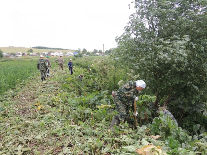 Борьба с борщевиком продолжается