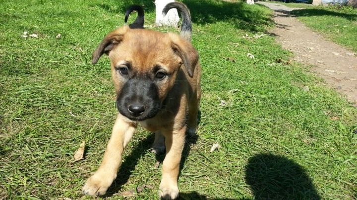 В Татарстане работники кафе убили собаку и живьем закопали щенков