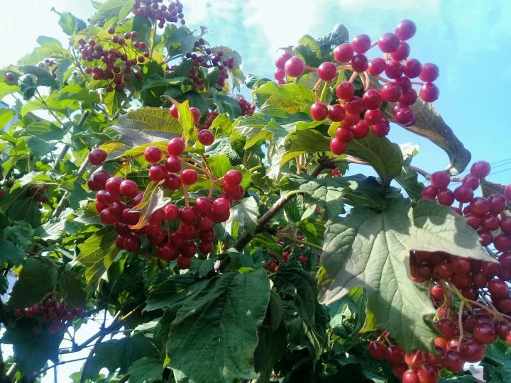 Сентябрь аенда  бакча эшләре