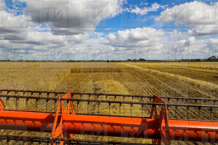 Татарстан практически завершил уборку зерновых