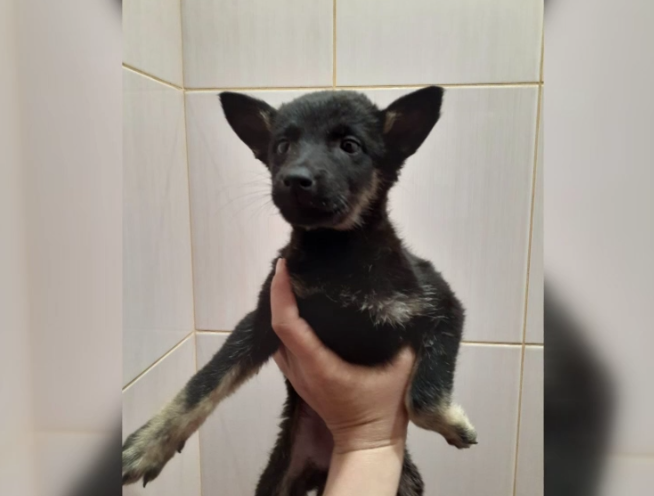 В Татарстане возбуждено уголовное дело в отношении подростка, до смерти забившего щенка