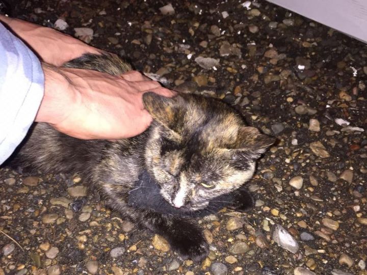 В Татарстане поймали кота-наркокурьера при попытке пронести в колонию гашиш в ошейнике