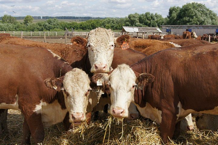 Пестречинский район сильно отстает по численности коров