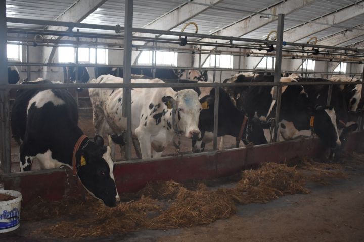 Лидеры среди пестречинских сельхозпредприятий по надою молока