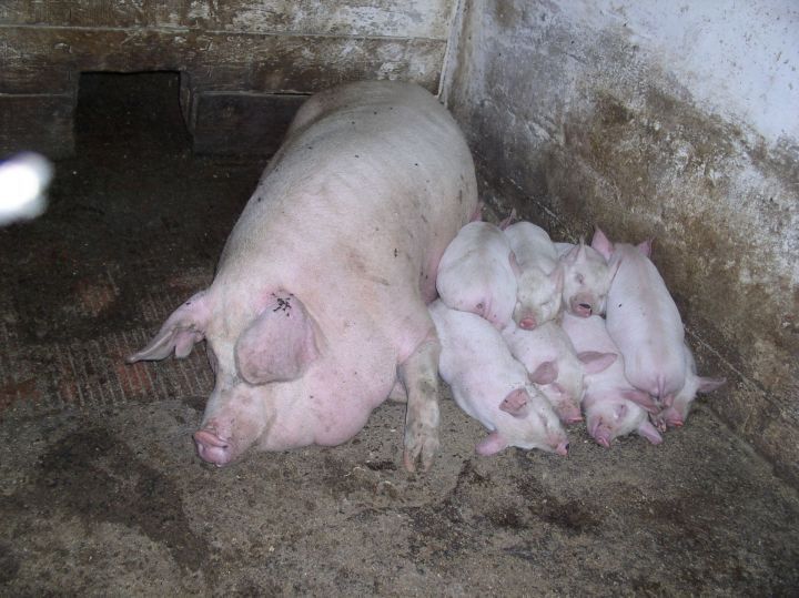 Африканская чума свиней приближается к границам Татарстана