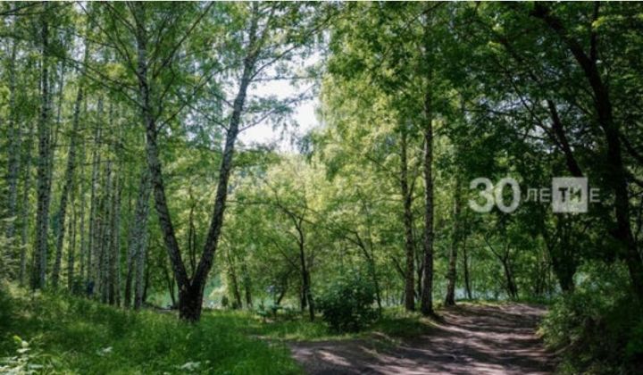 В Татарстане вдоль М12 посадят клонированные деревья 