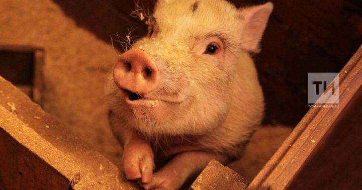 Ветслужба района просит выполнять ветеринарно-санитарные правила содержания свиней