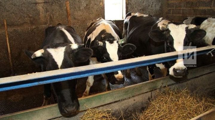 Каждая десятая из проверенных в Татарстане коров оказалась поражена лейкозом