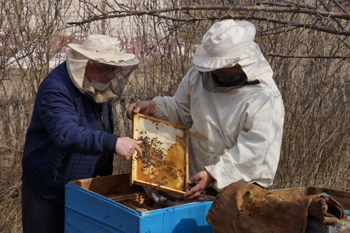 В Пестречинском районе насчитывается 3928 пчелосемей, ими заняты 234 пчеловода